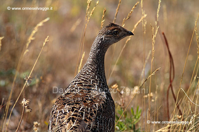 257 Sharp-tailed grouse IMG 0338 (2)